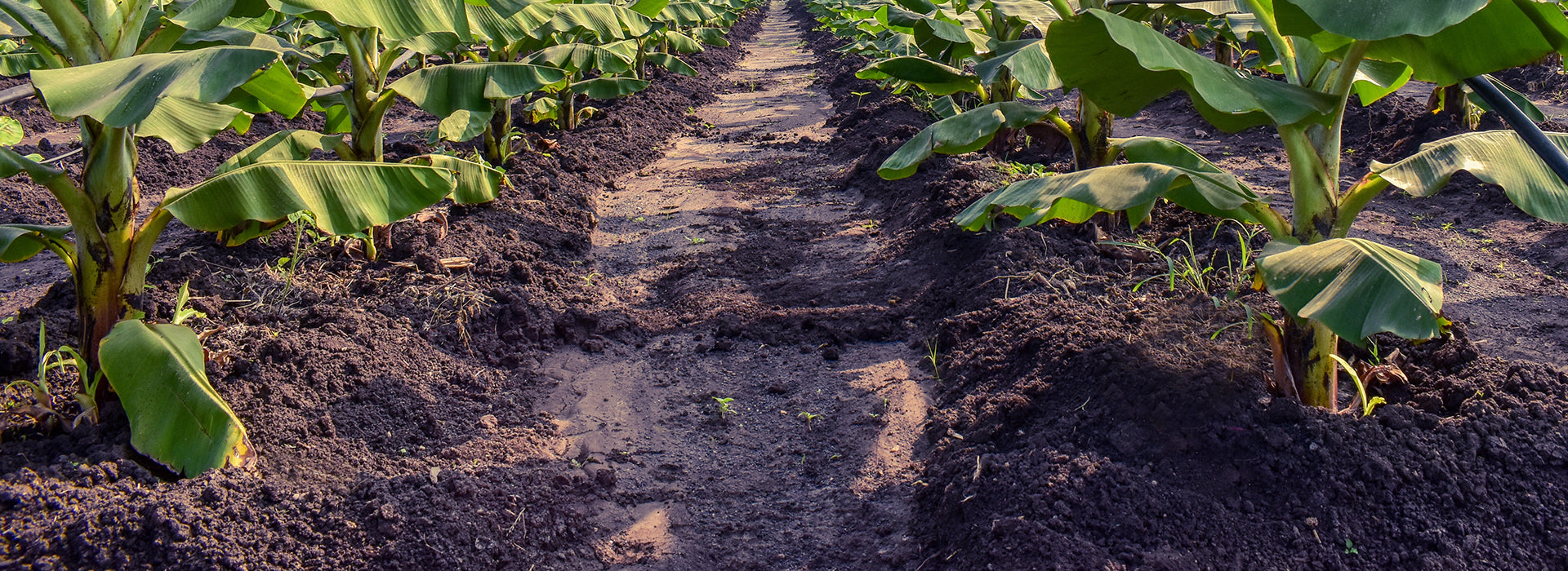 Image shows a field with soil and lines of green crops growing. Down the centre is a ploughed line.